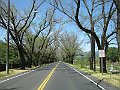 Mille8g 044